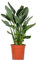 Bloomique - Strelitzia Reginae - Paradiesvogelpflanze - Paradiesvogelblume - Zimmerpflanzen Groß - Luftreinigend - Pflegeleicht - Höhe 80-100 cm - Topf 24 cm