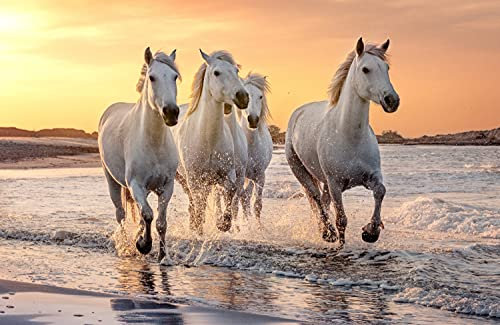 PFERDE Fototapete VLIES-250x186 cm (4608A)-Natur Landschaft Pferd Pony Strand Meer See Tiere Wandtapete-Inkl. Kleister-Vliestapete Bild Dekoration Wand-Dekor Moderne Motiv-Tapete Panorama Poster XXL