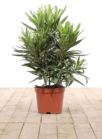 Nerium Oleander Natural Arbusto para el Jardín o la Terraza - Adelfa Blanca