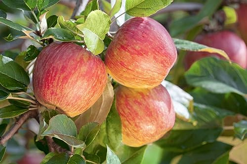 Apfelbaum Malus domestica Gala 40 cm Stammhöhe winterhart
