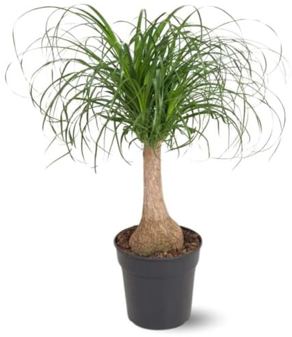 Attitude Jardin - Beaucarnea recurvata - pied d'éléphant - 90-100 cm - ⌀ 22 cm - plante d'intérieur
