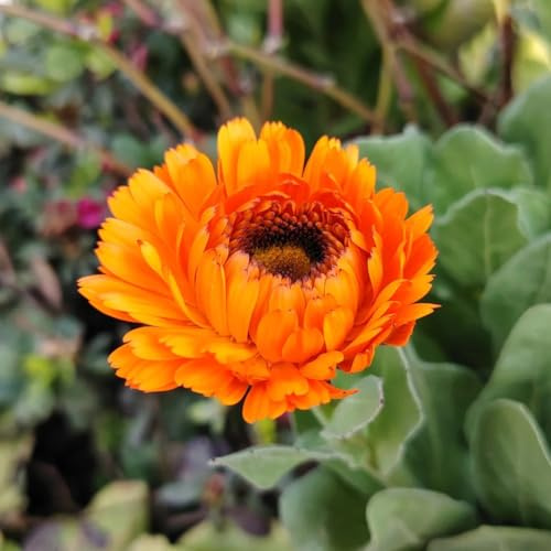 semi di calendula, giardino, biologici, balcone interno tappezzanti 250pcs