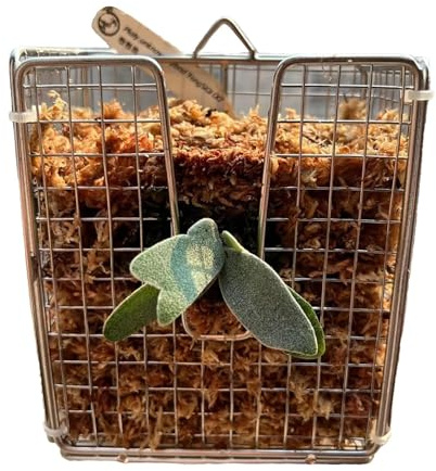 Birtern Staghorn Kit de montage de fougère – Support vertical à suspendre pour orchidées | Panier en acier inoxydable 304 avec design vertical pour salon, cour, balcon, intérieur, jardin, chambre à