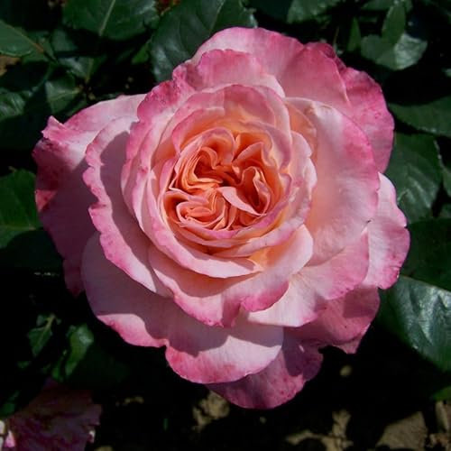 Edelrose 'Augusta Luise®' ist eine rose-apricotfarbene, öfterblühende Gartenrose mit unvergleichlich intensivem Duft. Im 6 Liter Topf. 4er-Set