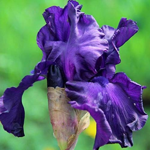 Vivai le Georgiche - Pianta vera di Iris germanica Blue - Bulbo Giaggiolo