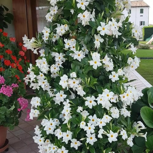 Semi di di mandevilla,dipladenia mandevilla,da balcone,semi di recisi di semi di,da giardino Vaso,100pcs