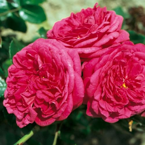 Stammrose 'Kölle's Rosensymphonie'®, Edelrose, Stammhöhe 60 cm im 7,5 Liter Topf
