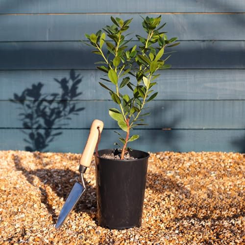 Corbezzolo Arbutus Unedo, Strawberry Tree 3 Piante da Frutto, Pianta in Vaso ø8 cm, Vaso Biodegradabile, Vivaio di Castelletto