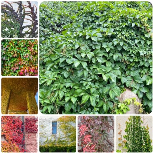Parra virgen, enredadera de culantrillo - de otoño, resistentes, con Parthenocissus Quinquefolia jardín resistentes en Decoraciones jardín 200semillas