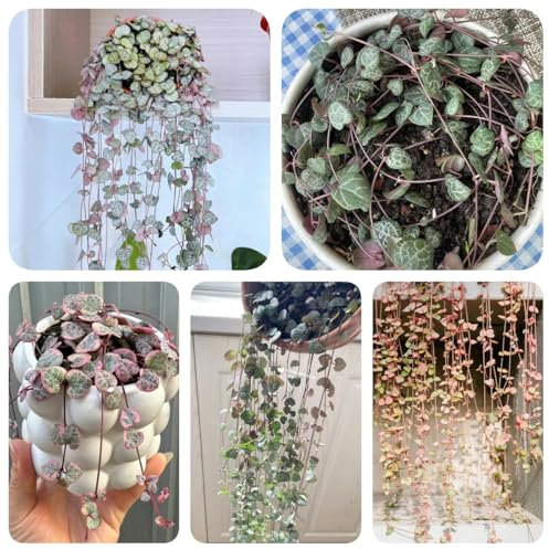150 pcs Ceropegia Woodii Samen - bienenfreundliche blumensamen Leuchterblume Samen - herbstpflanzen wiesensamen gartenbedarf wildblumen gewächshaus balkon bonsai baum nachhaltige geschenke
