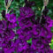 Nuovi semi di fiori di gladiolo viola 40 pezzi