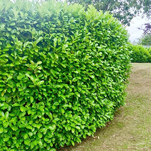 2 Cherry Laurel Evergreen Hedging Plant Fast Growing Shrub 25-40cm Potted by Sunnyside Nurseries