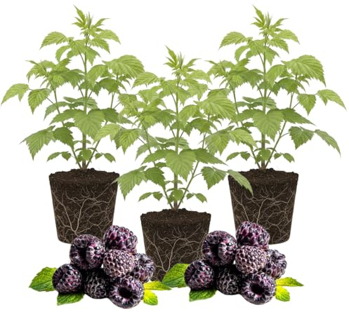 3 Raspberry Plants Live, Sweet Raspberry Bush Live Plants, Well-Rooted 5-8 Inch Height, Raspberry Shrub Outdoor, No Pot (Glencoe Raspberry)