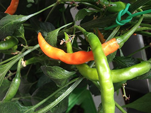 SEMILLAS CHILE DE ARBOL ORANGE