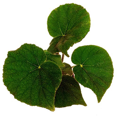 POWERS TO FLOWERS - BEGONIA MASONIANA VERDE, pianta vera