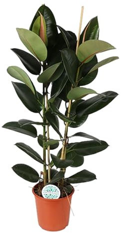Trendyplants - Ficus Elastica Robusta Strauch - Gummibaum - Zimmerpflanze - Höhe 100-120 cm - Topfgröße Ø24cm
