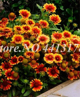 100 piezas Semi Gaillardia Fiori per Bellissimo Giardino Mescolati 1