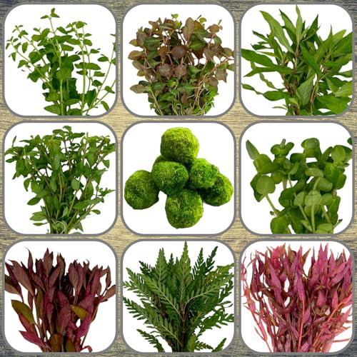 Daxton-Plant Algenkiller-Set, 5 Wasserpflanzen Bund + 1 Mooskugel, Aquariumpflanzen für Algen-Prophylaxe