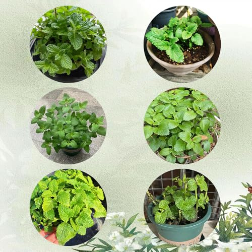 semi di melissa biologici cucina dell'orto, melissa, orto di balcone, resistenti orto 500pcs