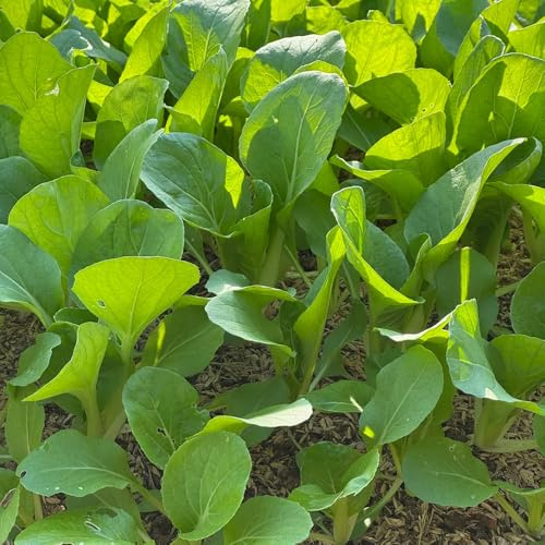 Semi di Pak Choi biologici - varietà antiche, balcone, resistenti senape cinese, resistenti esotiche rare, 400pcs