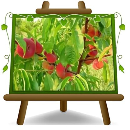 EURO PLANTS VIVAI Pesco Pesche Platicarpa Polpa Gialla - Pianta da Frutto su Vaso ø 24/26 cm- Altezza 170~200 cm - Età 4 Anni
