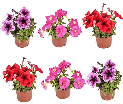 Flores de Exterior Petunias Pack 6 Plantas Que Florecen en Primavera