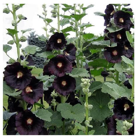 Buy4seeds Hollyhock Black Alcea rosea nigra - 60 Seeds Easy to Grow