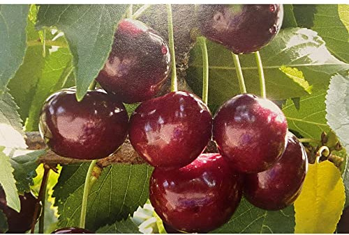 Vivai le Georgiche - Pianta vera di Ciliegio Ravenna Tardiva Prunus avium 'Ravenna Tardiva' - vaso Ø 20 cm - altezza alla vendita 140-160 cm