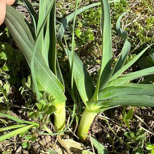 Semillas de puerro resistente - silvestres para camas elevadas, jardín invierno, 500pcs