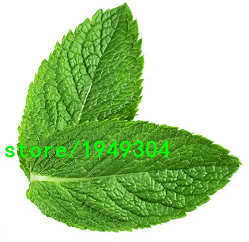 Semillas de la planta aromática de menta limón Semillas superior para Herbal Tea Balcón semillas de hortalizas en macetas de limón menta Semillas 200PCS