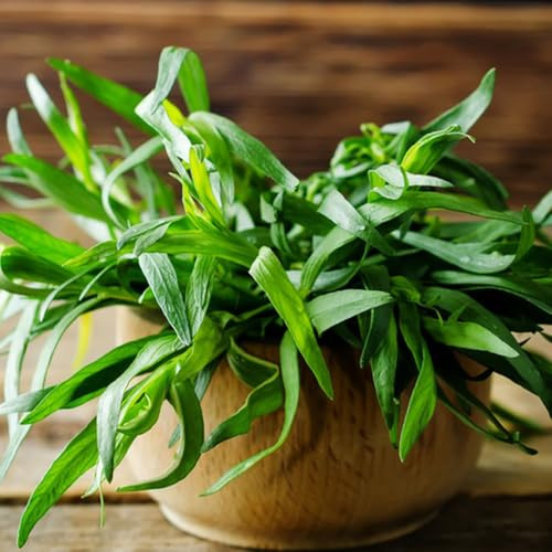 semillas de estragón resistentes jardines de rocas semillas productos sostenibles exótico verdes orgánicas jardín silvestres balcón variedades 700pcs