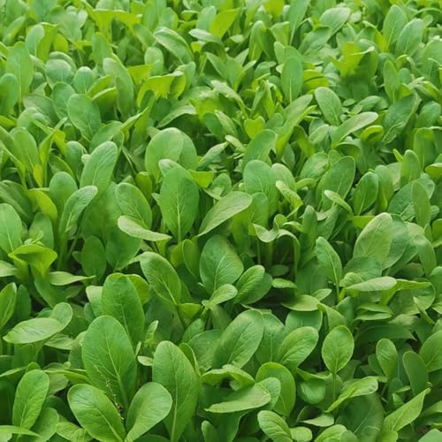 Pak Choi de resistentes de mostaza chinas - jardín invernadero interior jardín interior rocas en 100Semillas