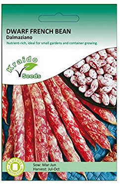 Purple Dwarf French Bean Seeds Dalmaziano Phaseolus Vulgaris 50 Seeds Grow Your Own Vegetables Perfect for Outdoor Growing in Raised Beds or Larger Pots and Containers
