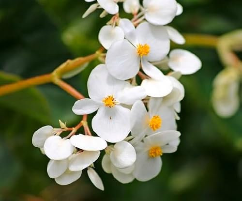 100 graines de fleurs de bégonia blanches