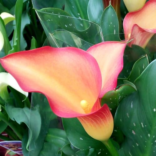 Calla/Zantedeschia Morning Sun ® 1 Blumenzwiebel/Knolle