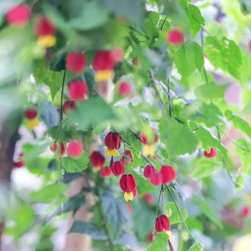 Semillas de Abutilon megapotamicum - de semillas para invitados jardín arbustos variedades antiguas verano jardín 250pcs
