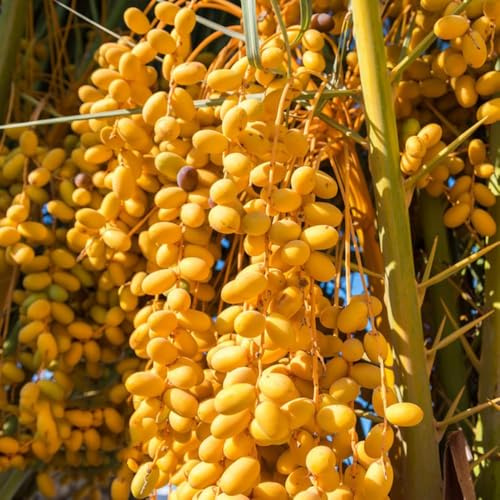 Semillas resistentes de palmera datilera exóticas de interior perennes, perennes resistentes, jardín semillas exóticas 150pcs