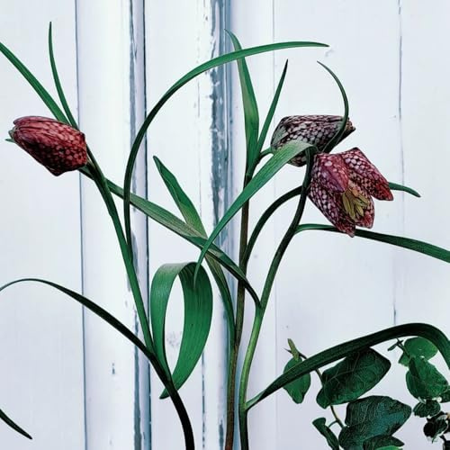Bulbos de lirio a cuadros Resistente al invierno, Bulbos de fritillaria, bulbos de resistentes para el jardín perennes invernaderos 5pcs