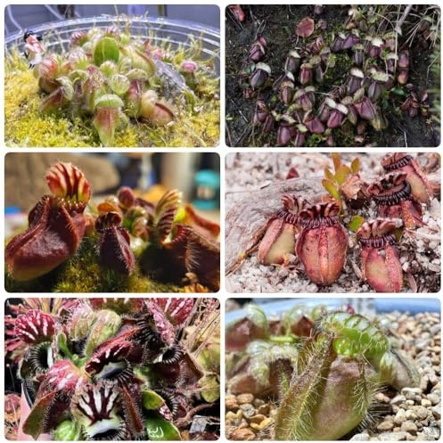 Cephalotus follicularis, luftreinigende zimmerpflanzen Fleischfressende, indoor bio büropflanzen alte sorten winterharte für balkon 80Samen