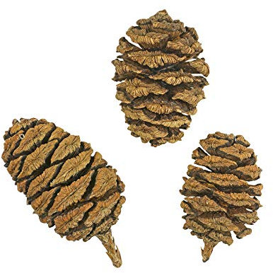 100 Samen Riesen-Mammutbaum -Sequoiadendron giganteum- ★ ★ ★ DER GIGANT UNTER DEN BÄUMEN ★ ★ ★