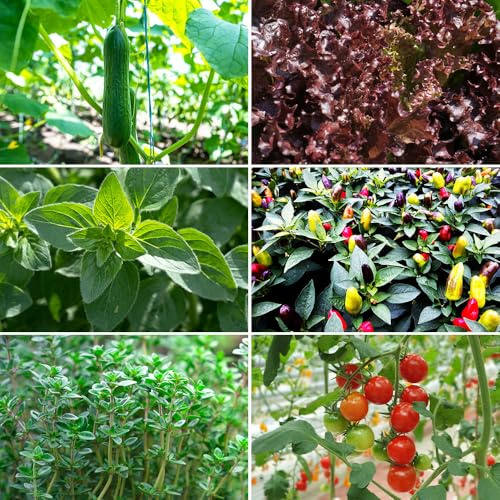 Vegetables for a Vertical Garden Seeds – 6 Varieties Separately Packed – A Collection Created by RHS Experts for Every Gardener – for Your Beautiful Kitchen Garden