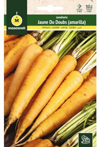 Mascarell Semillas, ZANAHORIA, Semillas Huerto, ZANAHORIA JAUNE DU DOUBS, Crea tu Propio Huerto Urbano y Cultivo en Casa, Plantas Hortícolas, 3 Gramos