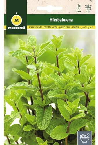 Mascarell Semillas, MENTHE POIVRÉE, Graines d'Herbes Aromatiques à Planter, Créez Votre Propre Potager à la Maison, 0,2 Grammes