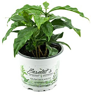 Echter Kaffee (Kaffeepflanze)