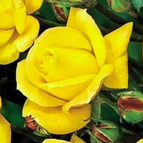 YouGarden Rose 'Our John' 4 Litre Pot, Ready to Be Planted Out