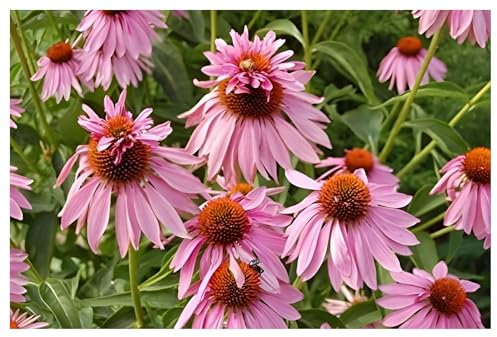 3 x Echinacea purpurea ‚Double Decker' (Stauden/Staude/Mehrjährig/Winterhart) Rosa Purpursonnenhut Scheinsonnenhut - sehr Insekten- und Bienenfreundlich - Außergewöhnliche Blüte - von Stauden Gänge