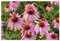 3 x Echinacea purpurea ‚Double Decker' (Stauden/Staude/Mehrjährig/Winterhart) Rosa Purpursonnenhut Scheinsonnenhut - sehr Insekten- und Bienenfreundlich - Außergewöhnliche Blüte - von Stauden Gänge