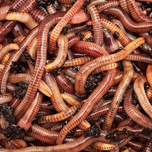 vers de Compost 1 Kilo vers de Terre Vivants Eisenia pour Le compostage. Composter Ses biodechets dans Un lombricomposteur ou dans Le composteur de Votre Jardin.