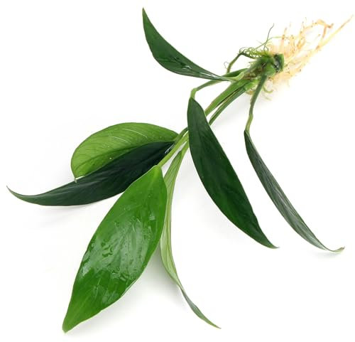 K2AQUA Anubias Lanceolata Live Aquarium Plant Hardy Freshwater Tropical Aquatic Plant for Tanks Aquascaping Easy Care Low Maintenance