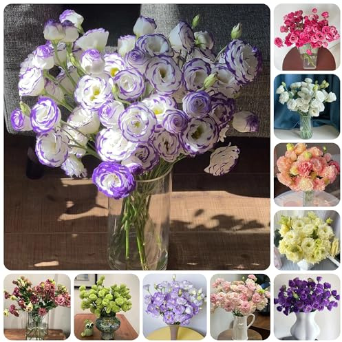 semi di eustoma, lisianthus resistenti di perenni resistenti di lisianthus eustoma balcone, campo balcone to perenne, 100pcs